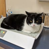 Mendon Village Animal Hospital ico