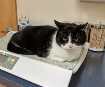 Mendon Village Animal Hospital