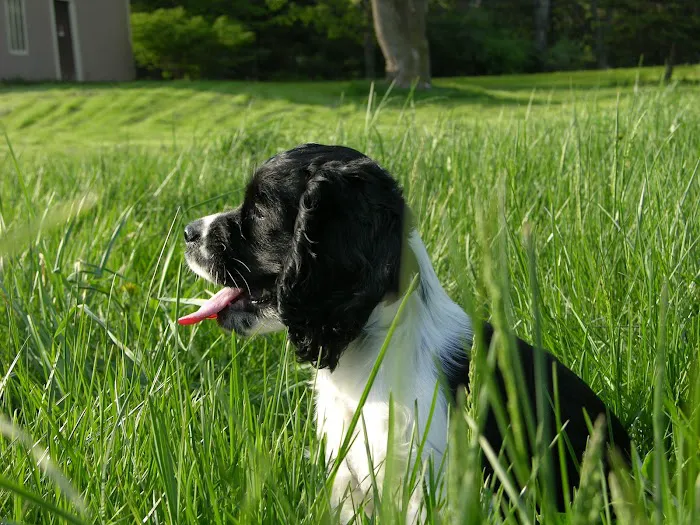 Mendon Village Animal Hospital 9