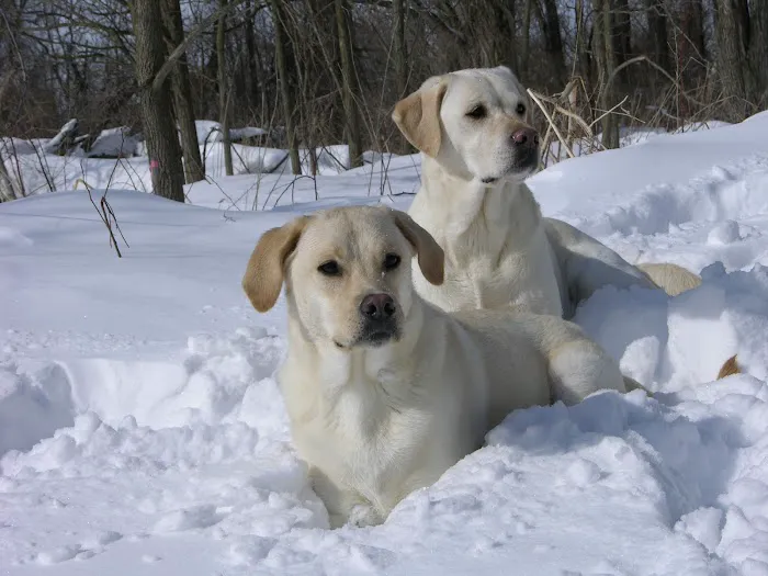 Mendon Village Animal Hospital 8