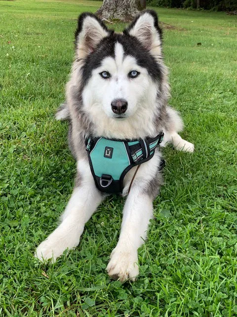 Canfield Vet, Dog and Cat Hospital 9
