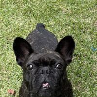 The Love Pet Clinic ico