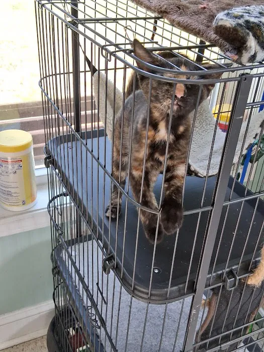 The Love Pet Clinic 3