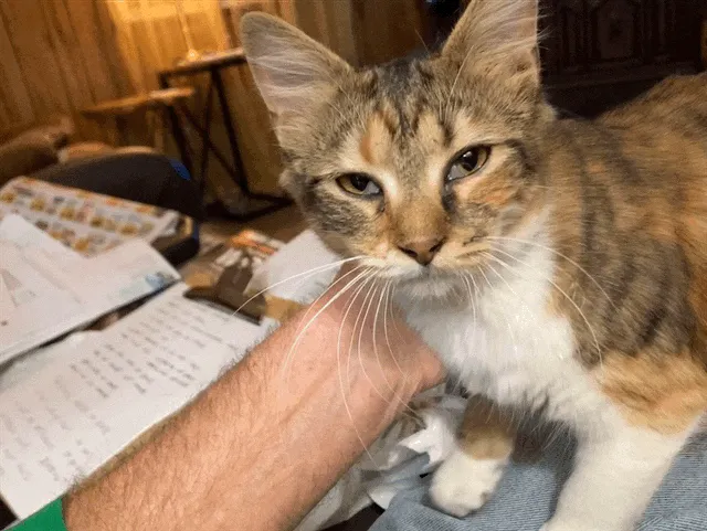 The Love Pet Clinic 8