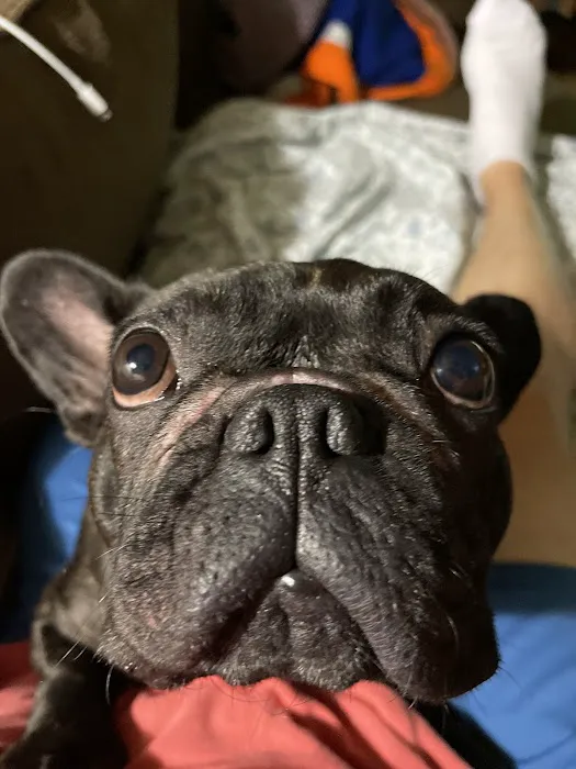 The Love Pet Clinic 10
