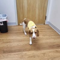 Dunes Veterinary Clinic ico