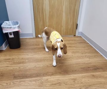 Dunes Veterinary Clinic