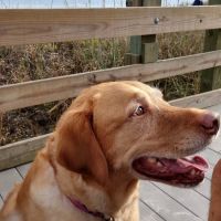 Coastal Veterinary Care ico
