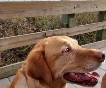 Coastal Veterinary Care