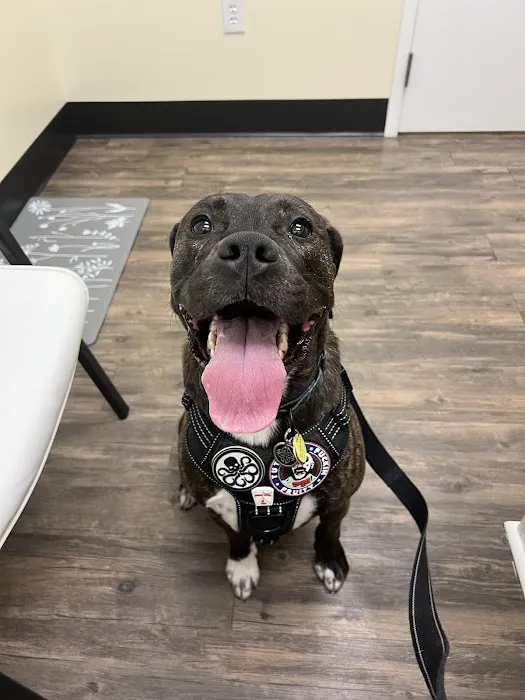 Coastal Veterinary Care 4