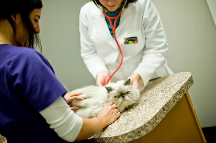 River Oaks Animal Hospital 1