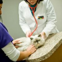 River Oaks Animal Hospital ico