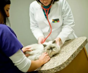 River Oaks Animal Hospital