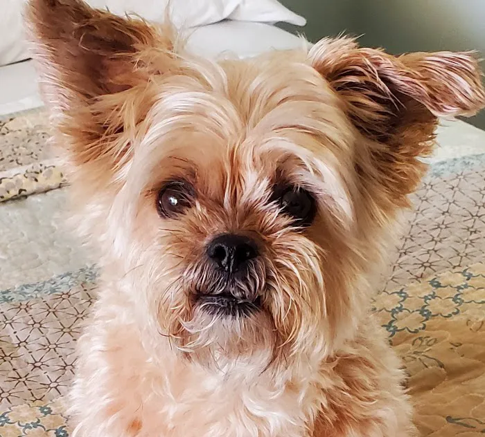 River Oaks Animal Hospital 4