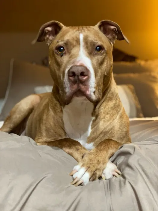 River Oaks Animal Hospital 5