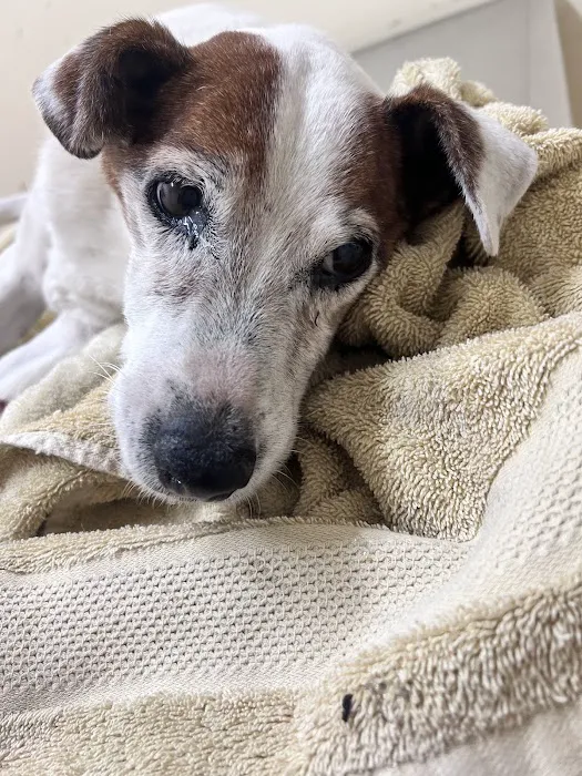 Columbus Veterinary Service : Dr. Burroughs DVM 2