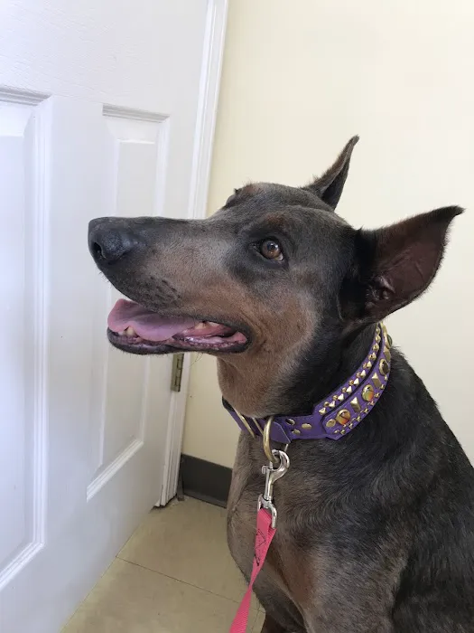 Columbus Veterinary Service : Dr. Burroughs DVM 9