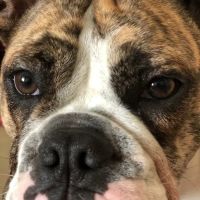 Elizabethtown Veterinary Hospital ico