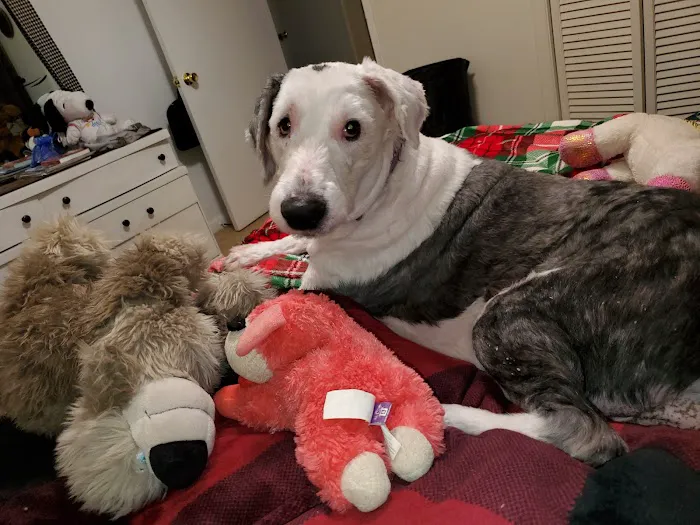 Elizabethtown Veterinary Hospital: Gensel Douglas A DVM 1