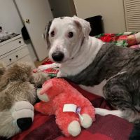 Elizabethtown Veterinary Hospital: Gensel Douglas A DVM ico
