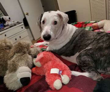 Elizabethtown Veterinary Hospital: Gensel Douglas A DVM