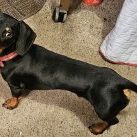 Pineview Veterinary Hospital ico