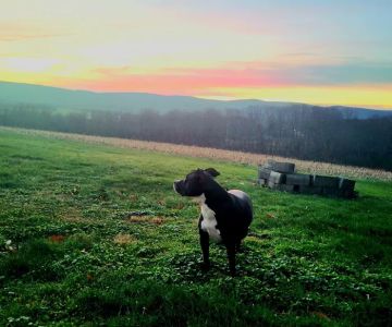 Ridgeview Veterinary Clinic