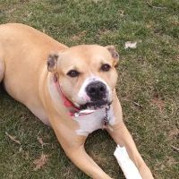 East Market Veterinary Center ico