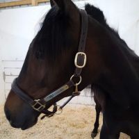 Brown Equine Hospital ico