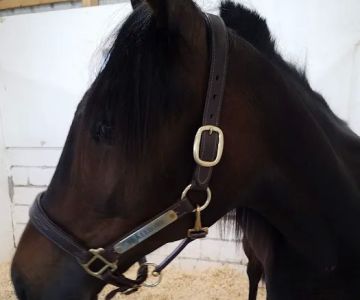 Brown Equine Hospital