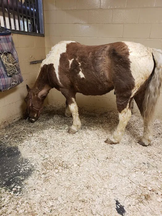 Brown Equine Hospital 3