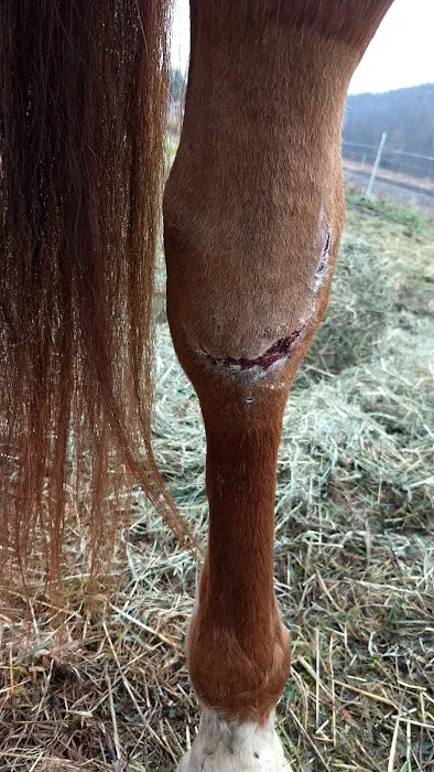 Brown Equine Hospital 4
