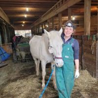 Laurel Highlands Animal Health ico