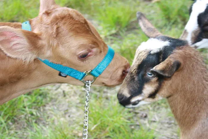 Laurel Highlands Animal Health 5