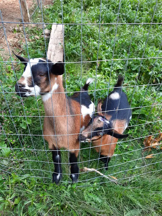 Laurel Highlands Animal Health 9