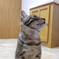 Somerset Veterinary Hospital: Penny Iliff, DVM ico