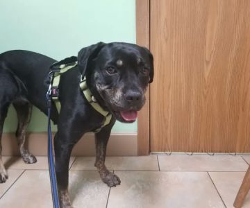 Somerset Veterinary Hospital: Jeff Payne, DVM