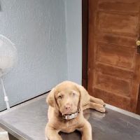 Country Roads Veterinary Services ico