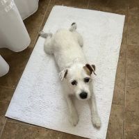 Holistic Center For Veterinary Care ico