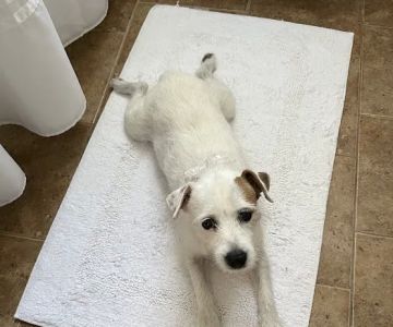 Holistic Center For Veterinary Care