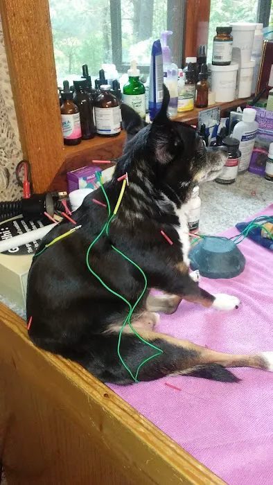 Holistic Center For Veterinary Care 4