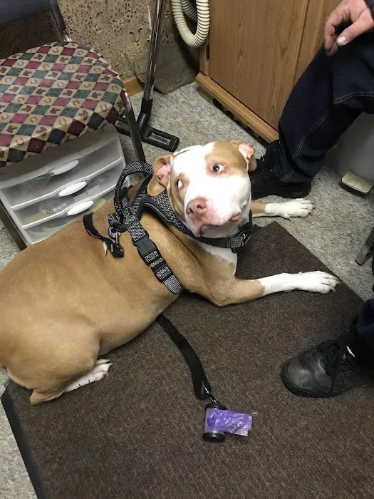 Holistic Center For Veterinary Care 7