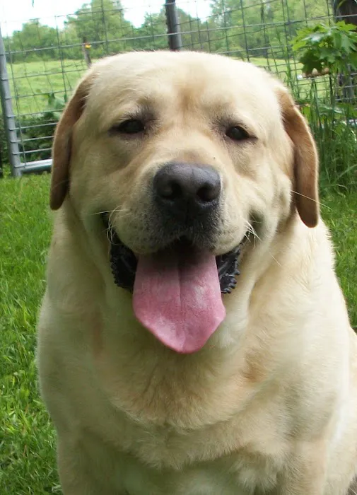 Yorkshire Veterinary Clinic 1