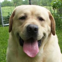 Yorkshire Veterinary Clinic ico