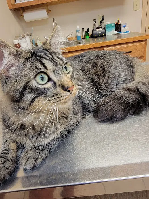 Lakewood Veterinary Services 2