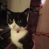 Lakewood Veterinary Services ico