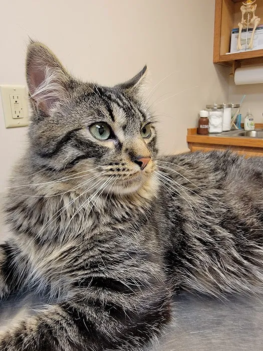 Lakewood Veterinary Services 3