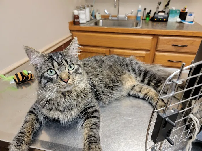 Lakewood Veterinary Services 4