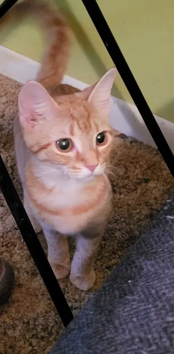 Operation Pets Spay/Neuter 4