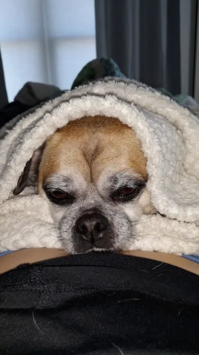 Operation Pets Spay/Neuter 3